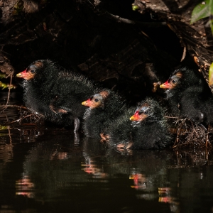 Redwell   26 05 2020   D500   Les 568.jpg